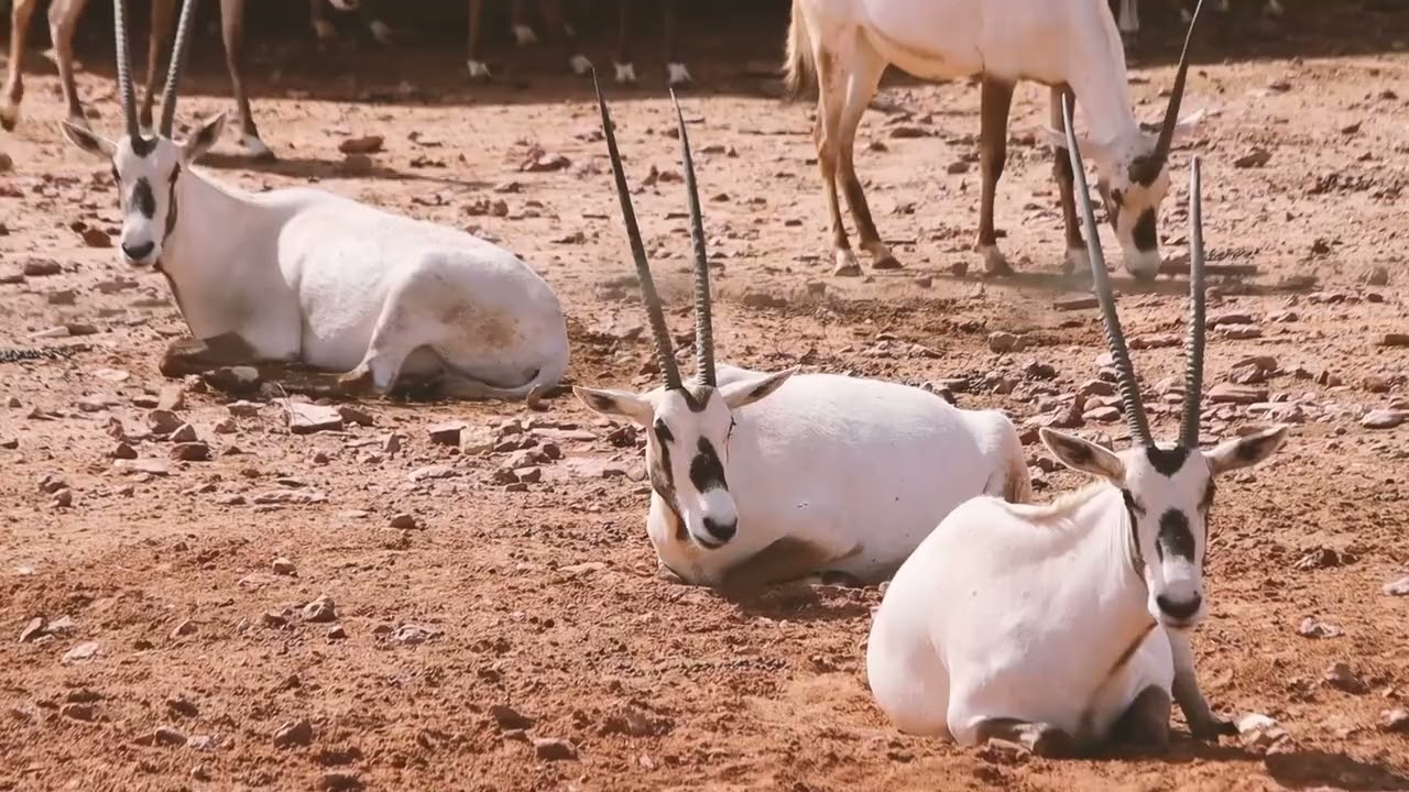 50 Most Interesting and Curious Facts about Antelopes