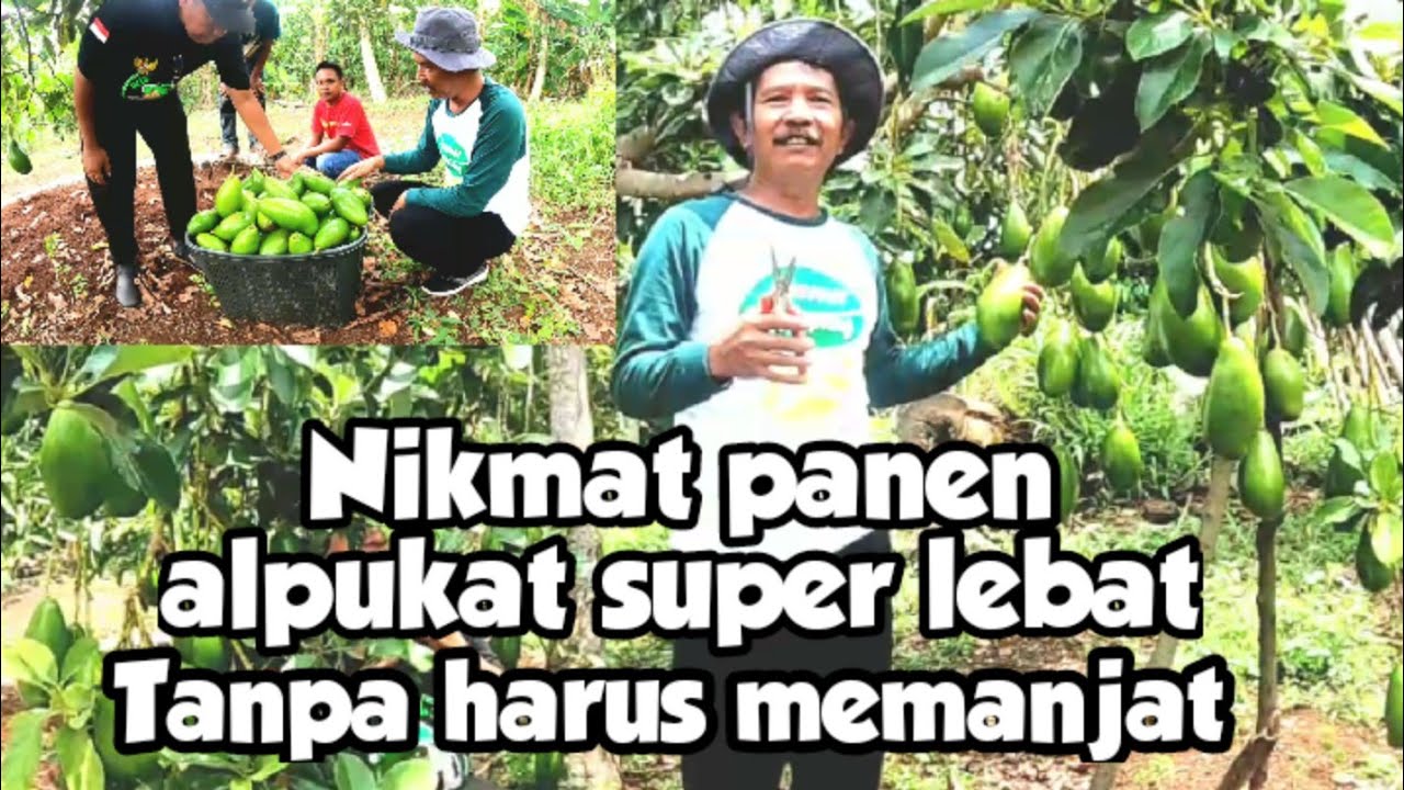 Viral Panen alpukat siger 1 super lebat tanpa harus memanjat