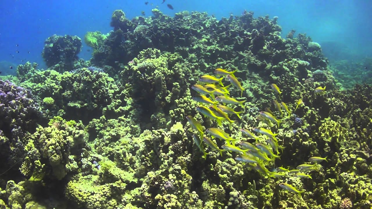 Sharm Beach Diving 2011 Part 3 of 3