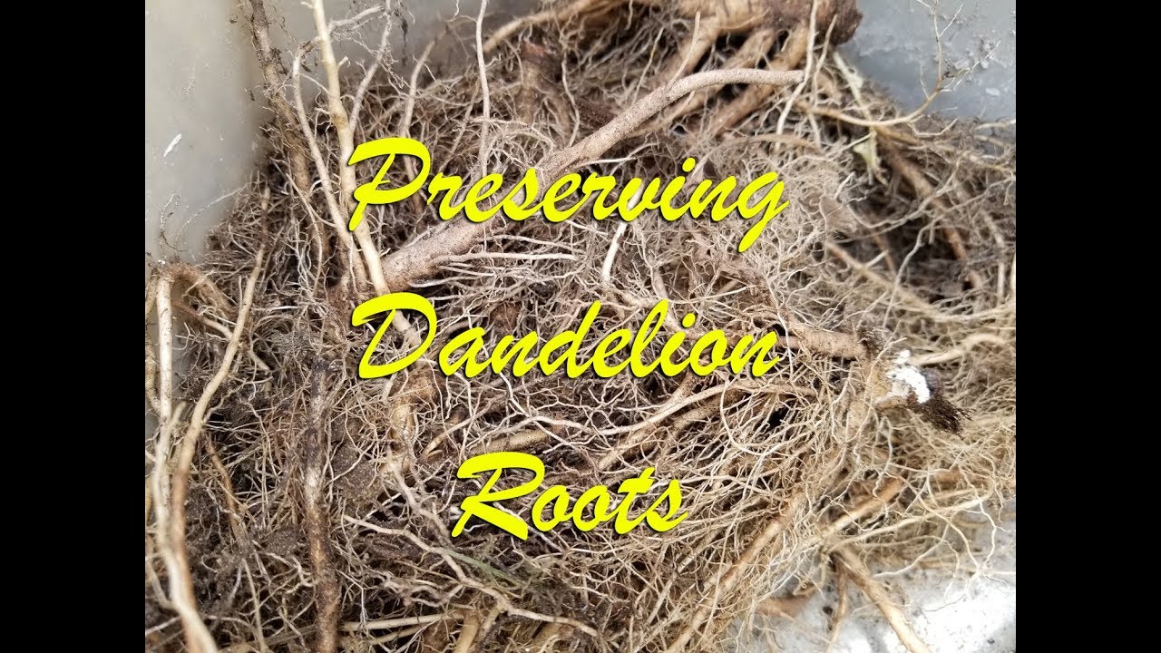 Preserving Dandelion Roots ~ Homestead Corner