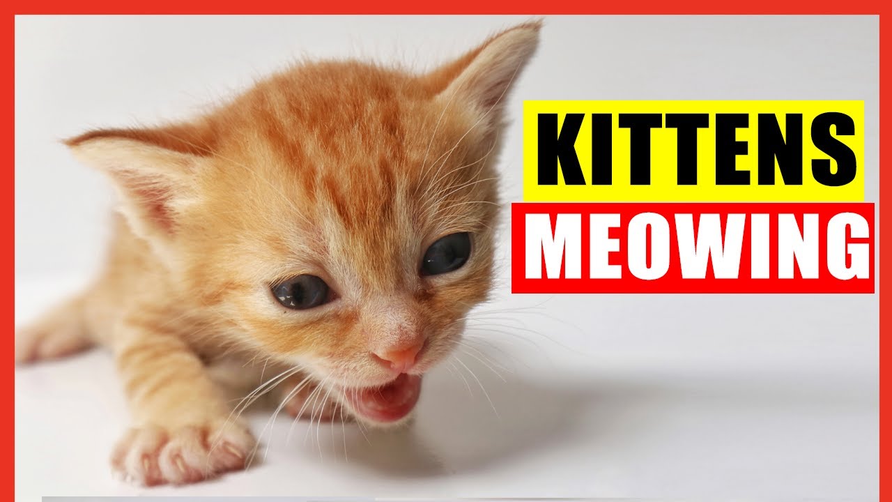 Kittens Meowing. High Quality Kitten Meowing Sounds to Find Your Cat. Cute Kittens Meowing Loudly