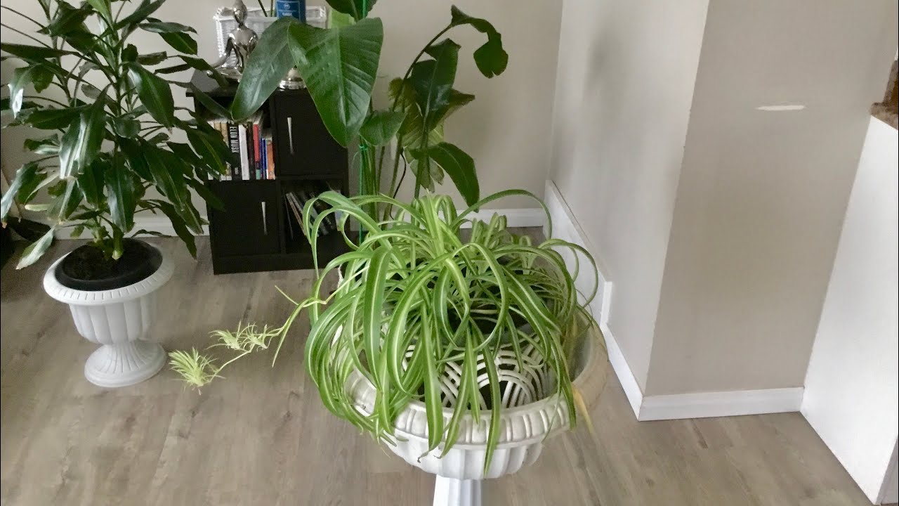this Spider Plant flower for the first time 