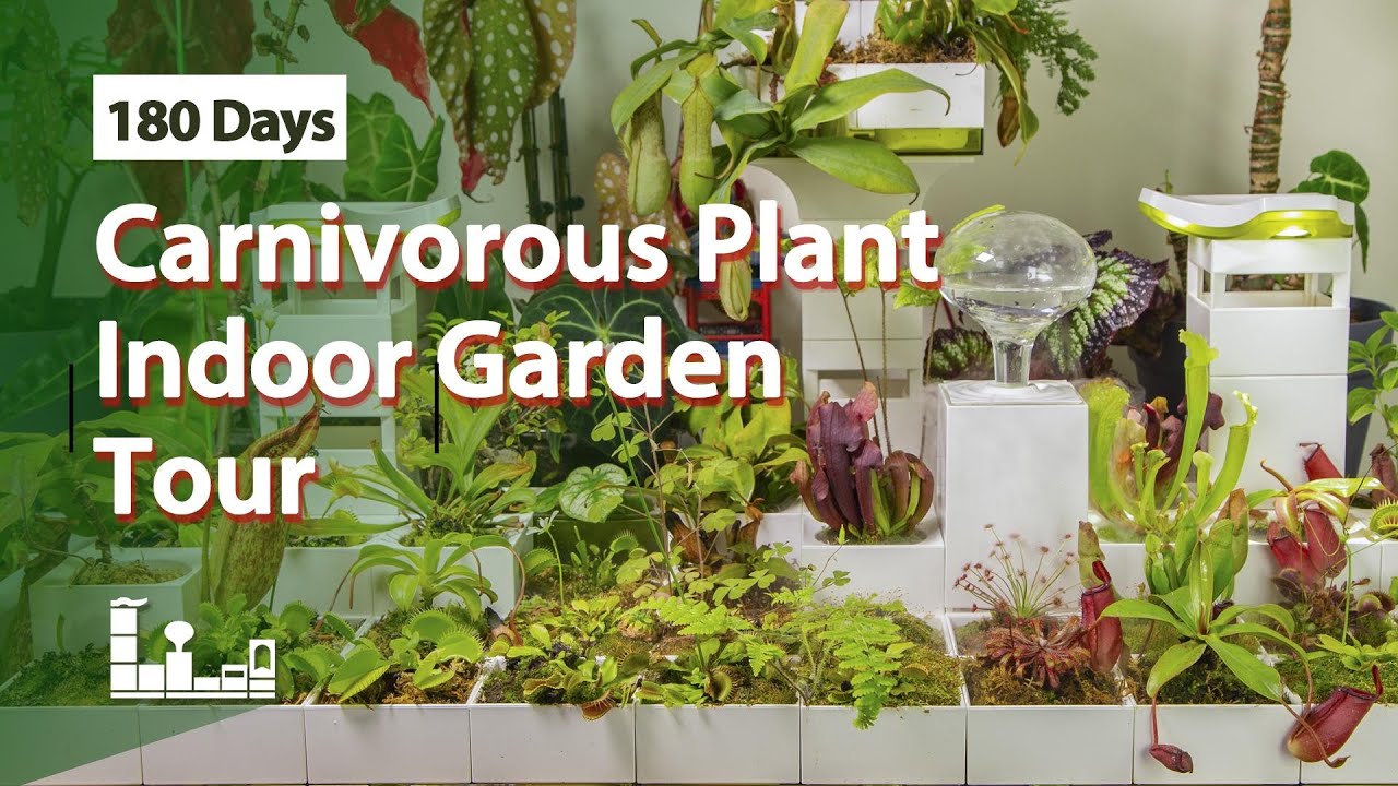 Carnivorous Plant Indoor Garden Tour | 180 Days