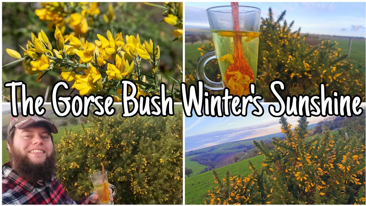 The Gorse Bush - Edible Flowers & Tea All Year Round ☀️Gorse Facts Uses & Folklore