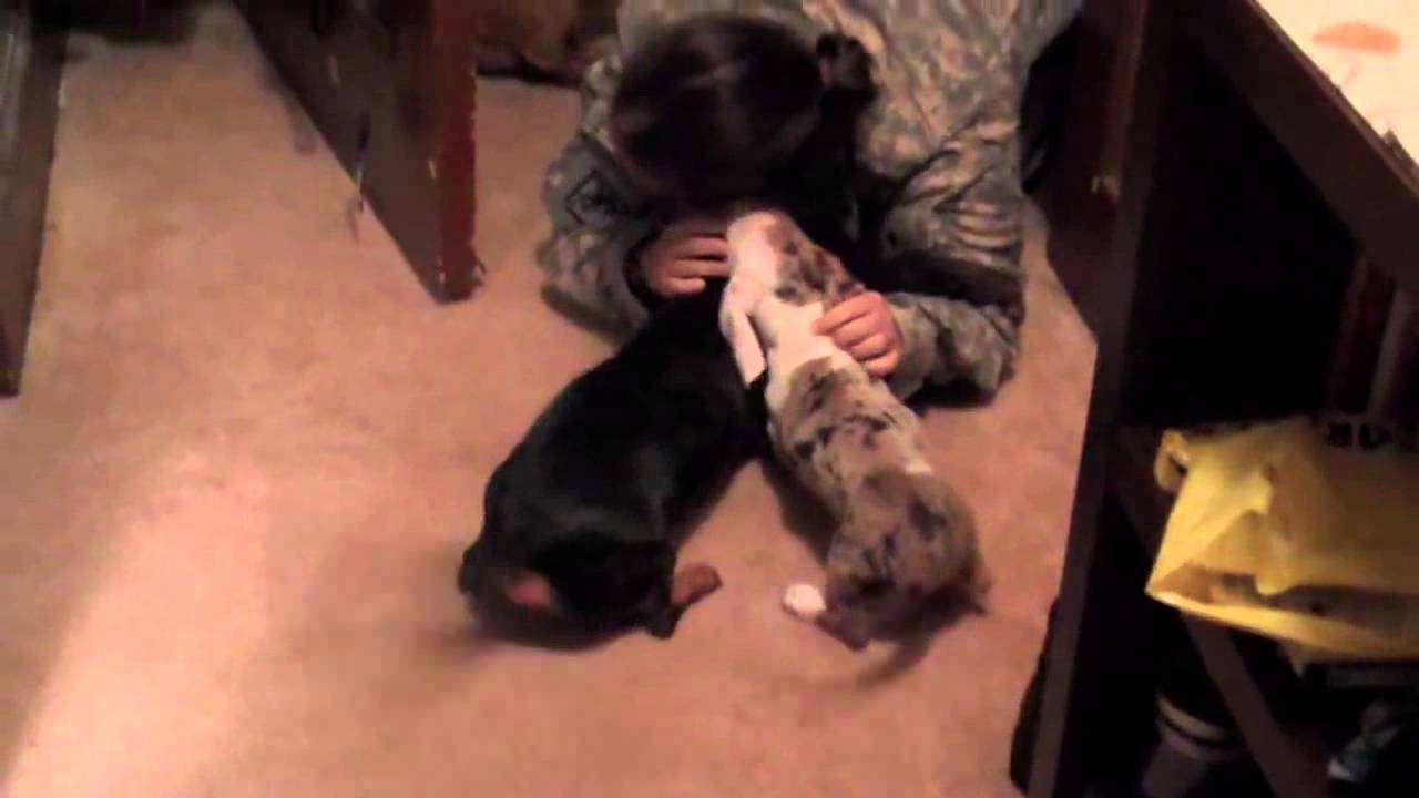 Dachshunds Love Their Soldier! Homecoming!