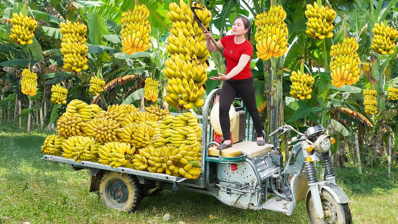 Use Truck To Harvesting 1000+ Banana Goes To Countryside Market Sell - Daily Farm