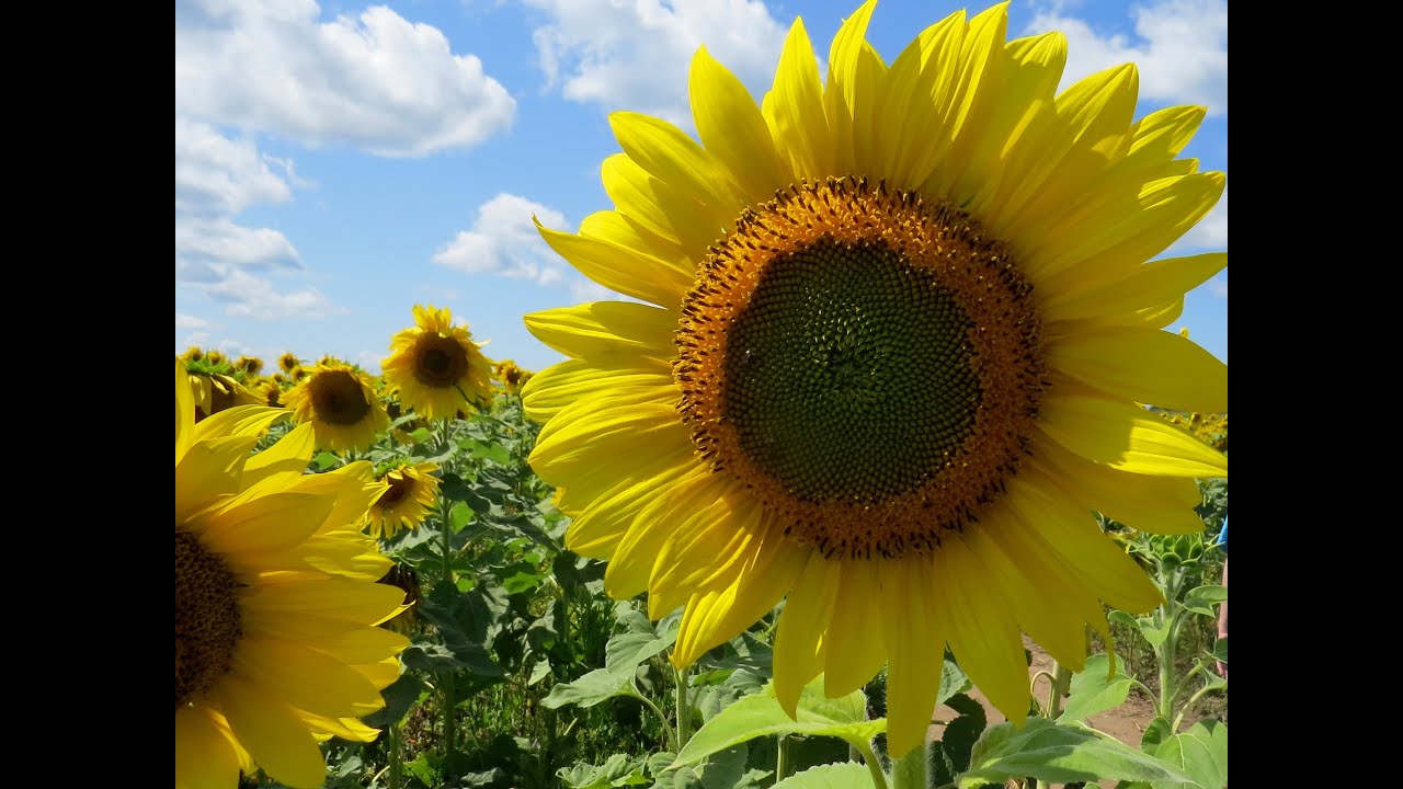 VISITING THE HALL FARMS SUNFLOWER FARM! | Jason Asselin