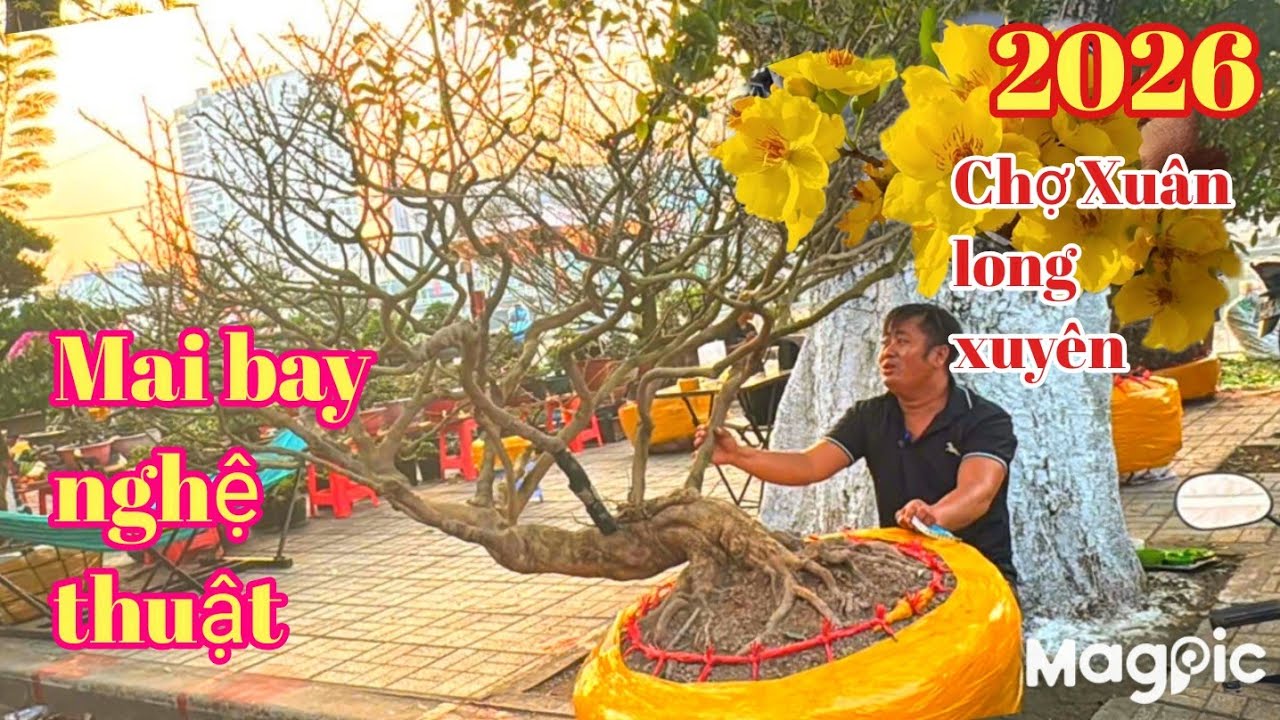 Hoàng Thanh 👉 0939059090 💥 Cây mai vàng dáng bay xuất hiện quá đẹp tại chợ Xuân Long Xuyên 2026.