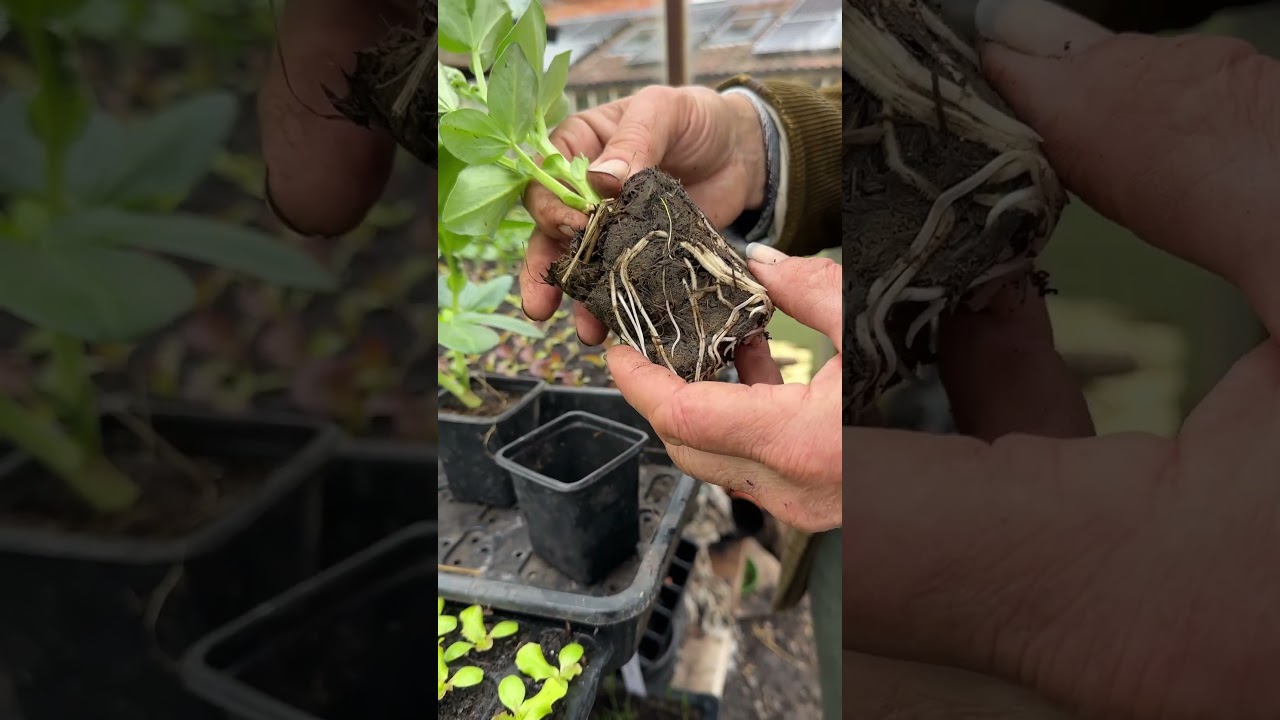 Testing for weedkiller by growing in fresh horse manure