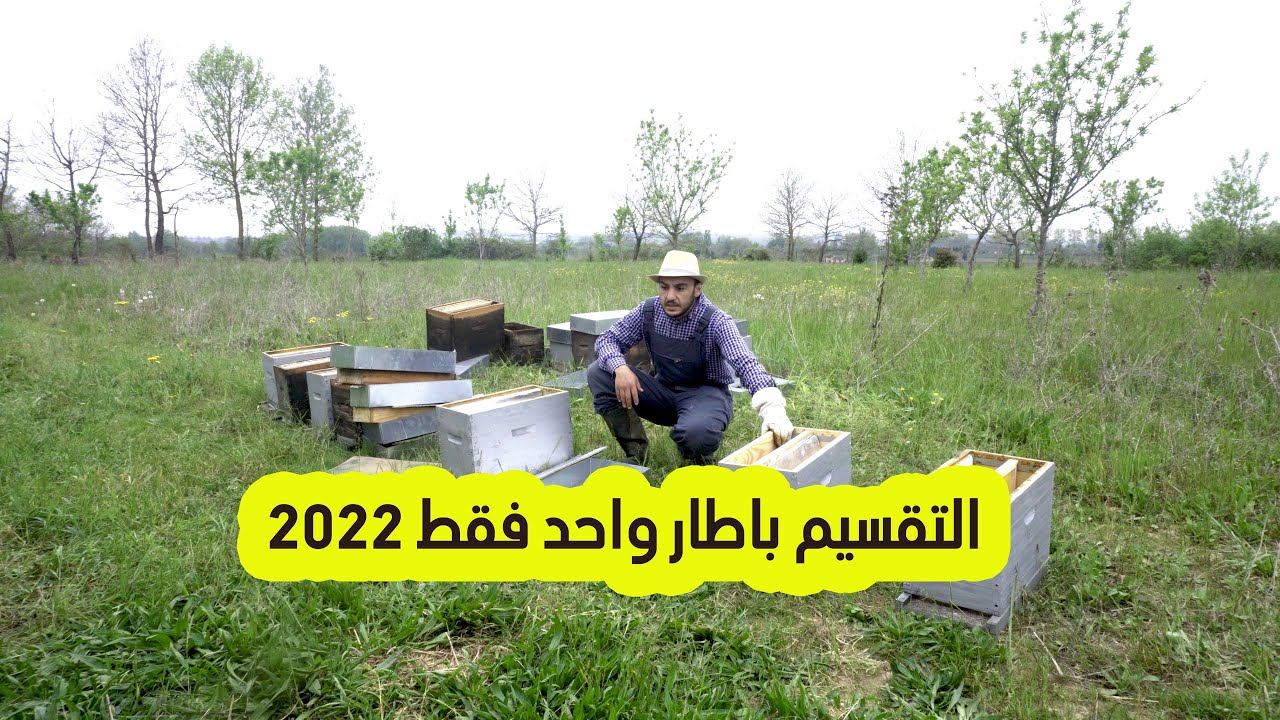 تقسيم النحل باطار واحد فقط 2022 /ح 56🔵#تربية_النحل #تقسيم_النحل