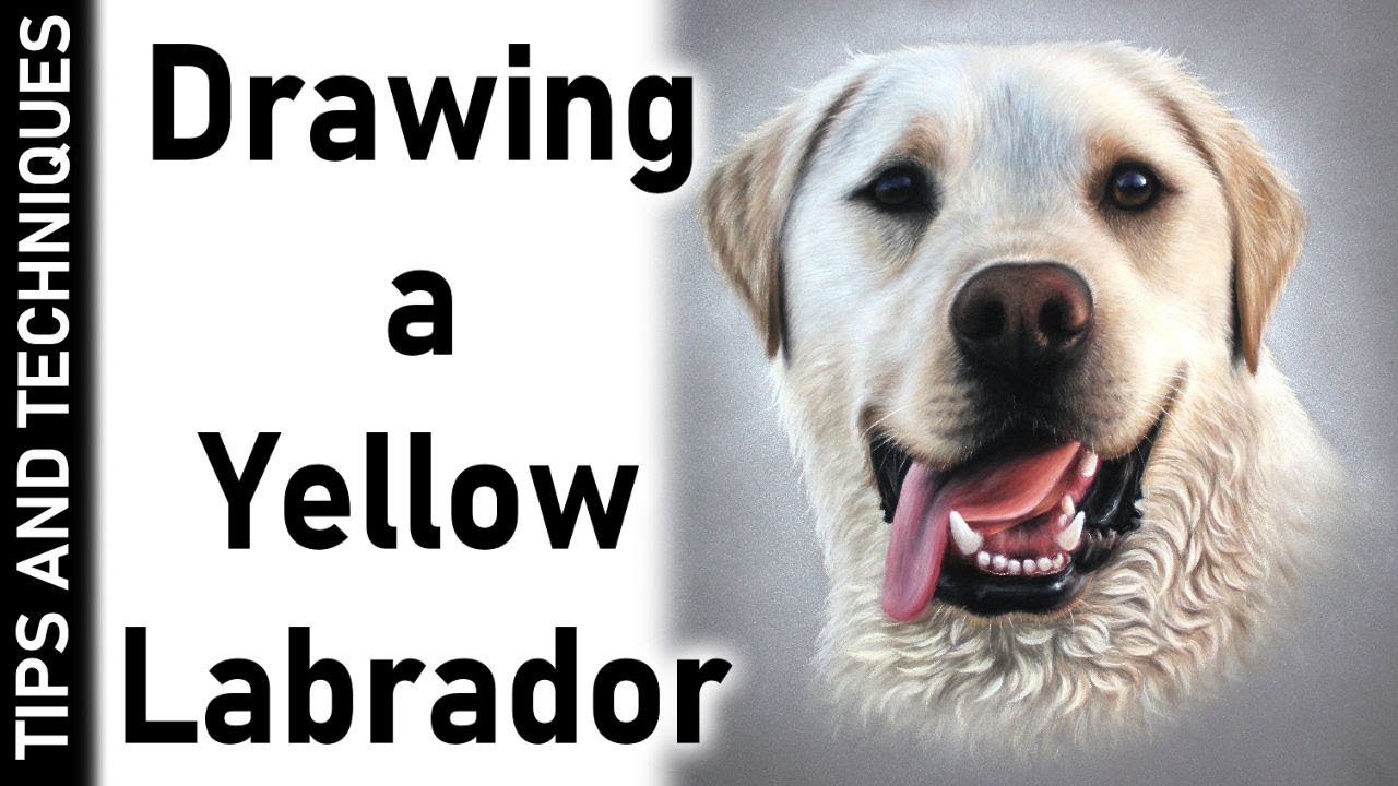 DRAWING A YELLOW LABRADOR IN PASTELS | DRAWING FUR TIPS