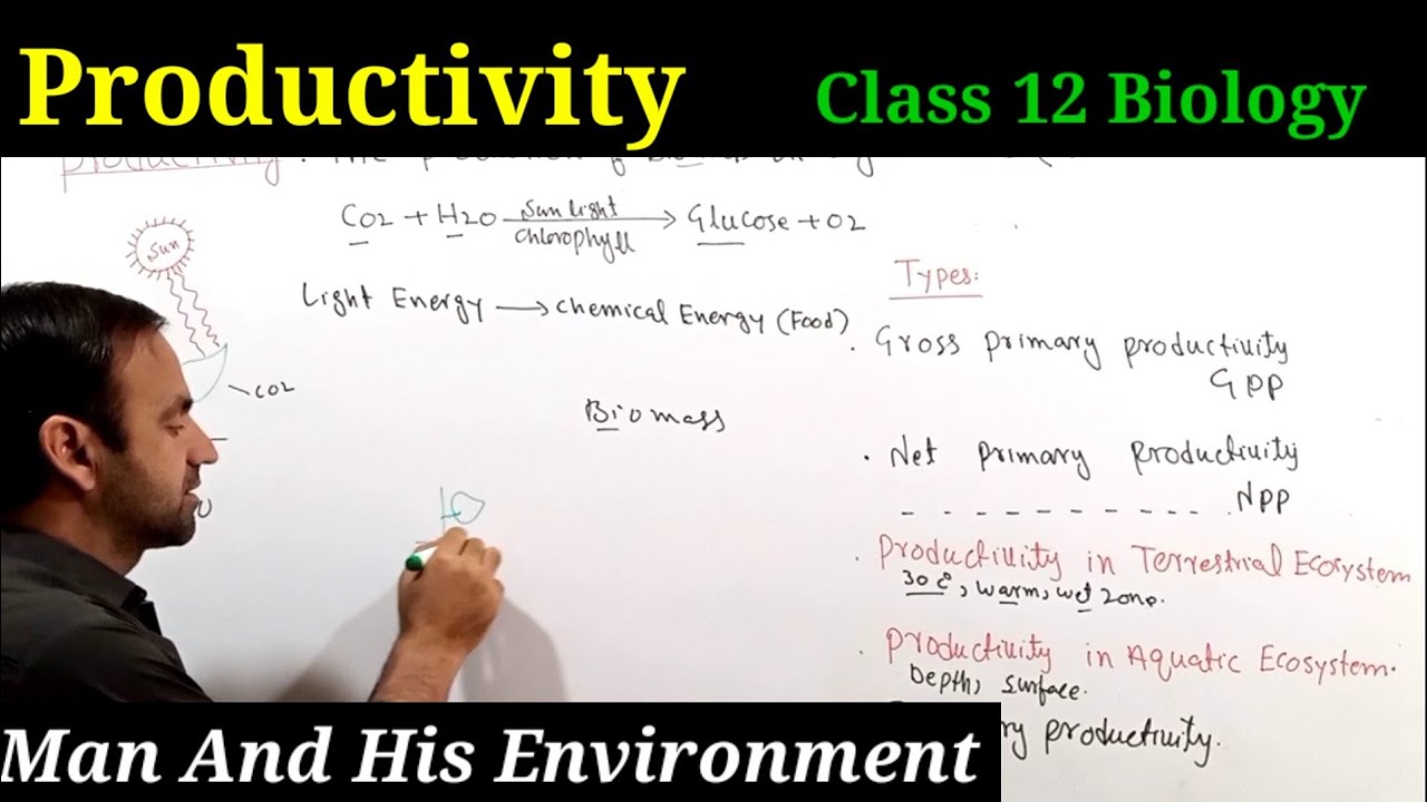 Productivity Class 12 Biology | Man And His Environment | Ecosysteme
