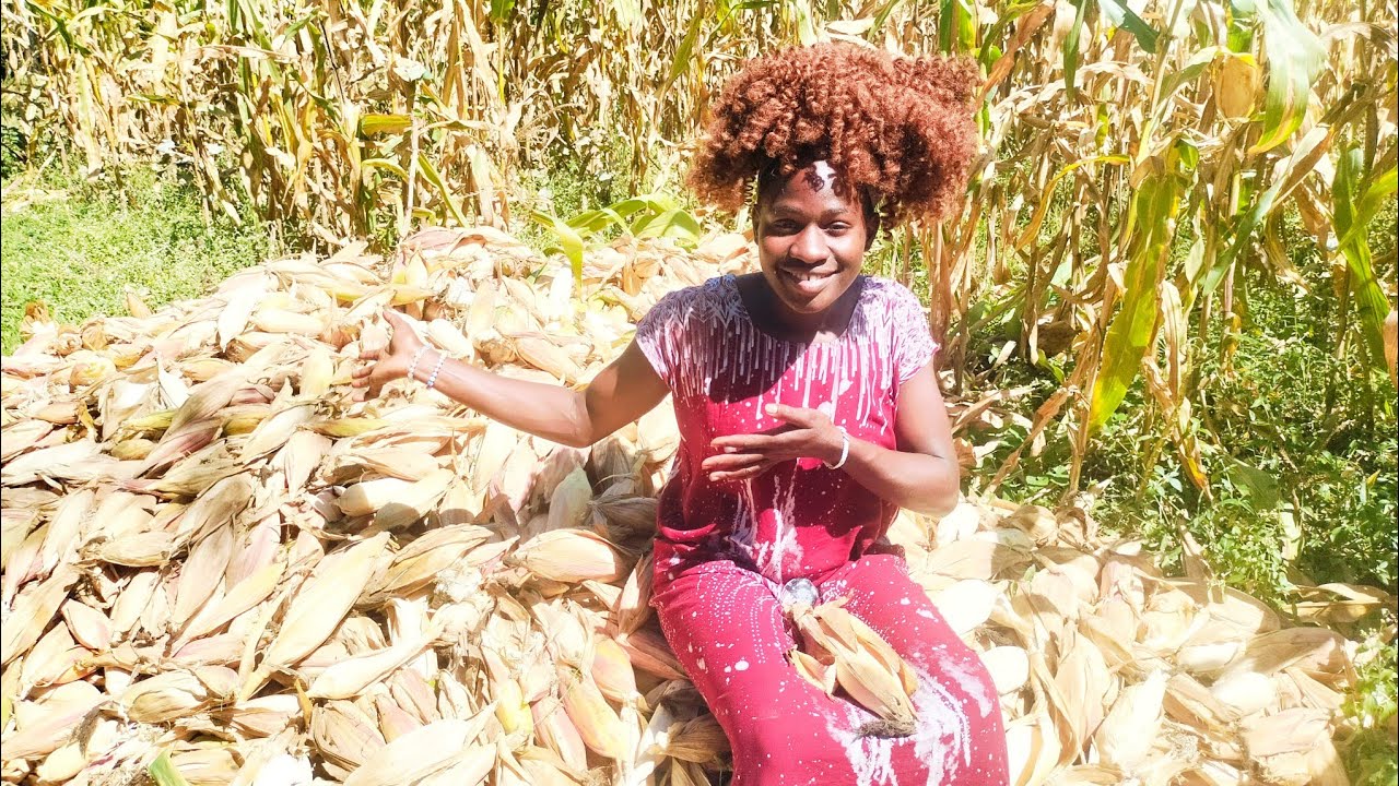 🌽 HARD DAY IN THE FARM🙆🙆//BIG VILLAGE HARVEST 🌽 |Joyful Moments Serving Dad & Workers ❤️🌾