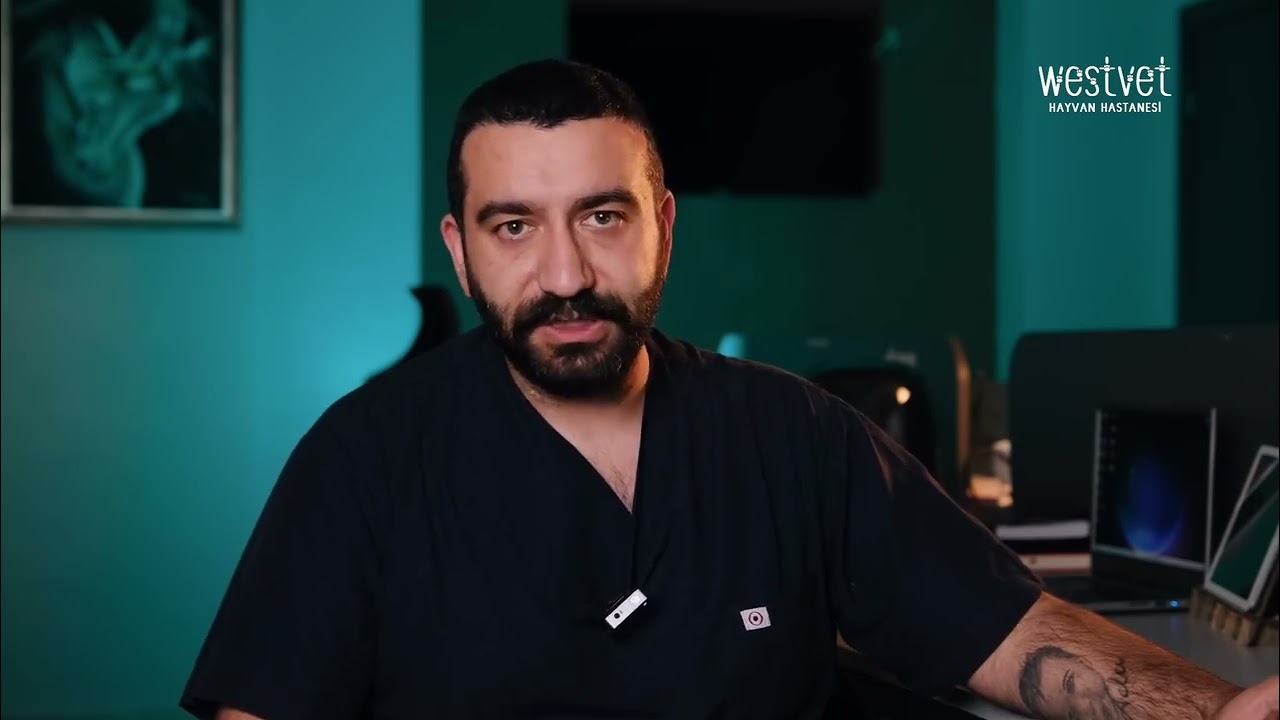 Kedilerde Fip Hastalığı - Westvet Hayvan Hastanesi