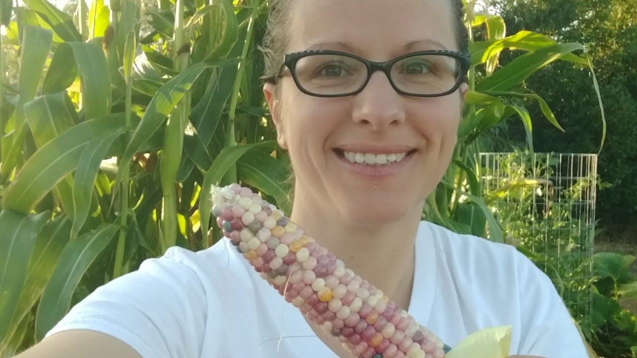 Harvesting Heirloom Corn & Tips for Growing Corn