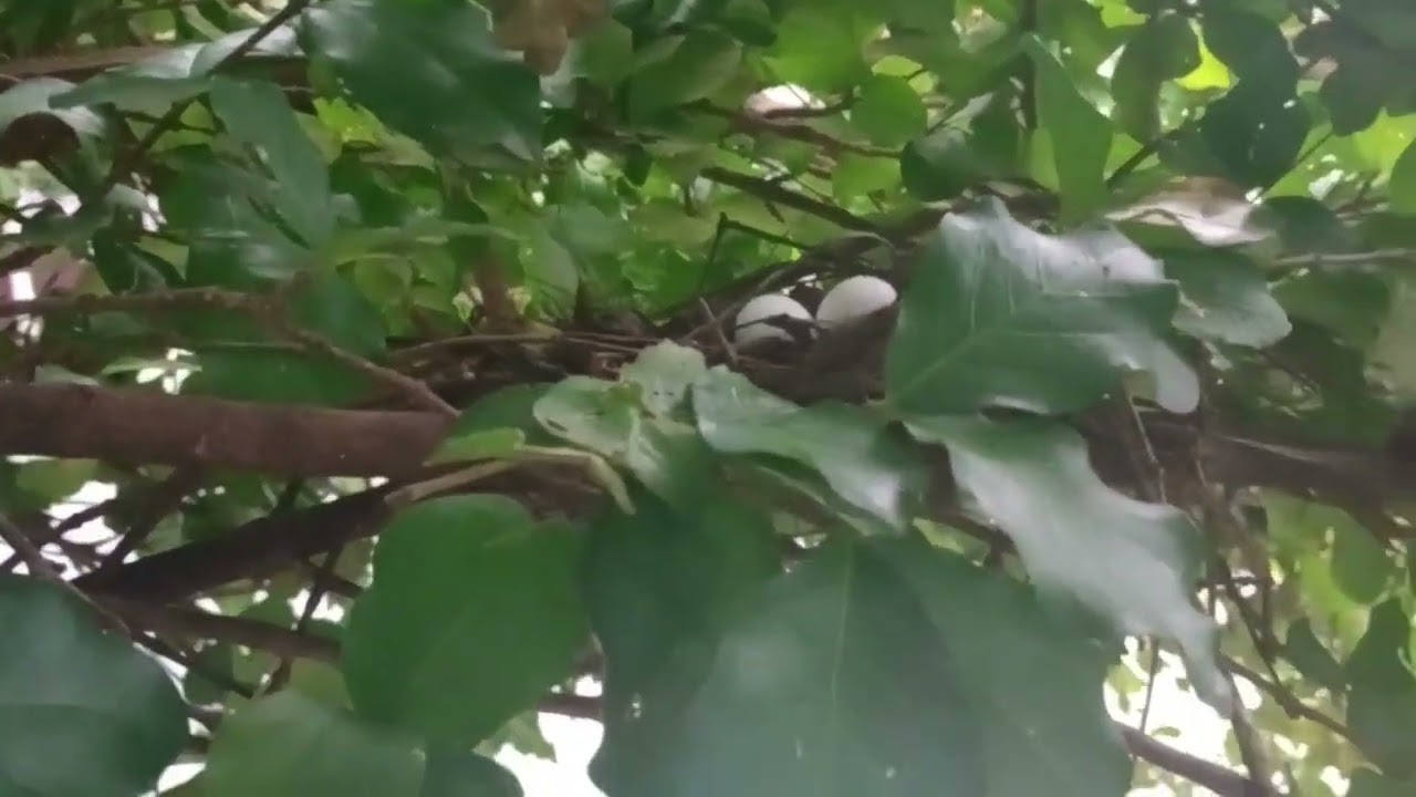 🍒Sincroniza da natureza e poder De Deus - conhe&ccedil;a amora fruta vermelha 🍒