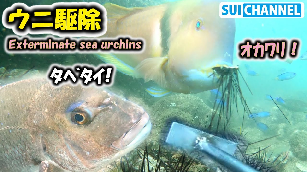 【ウニ駆除 14】ウニひたすら割る。マダイにイシダイ食欲旺盛な魚が凄かった Exterminate sea urchins to protect seaweed and sea environment