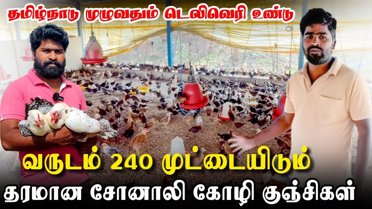 Most Profitable Sonali Chickens | 240 Eggs Per Year | Sonali Chicks for Sale | Iyarkai Annai