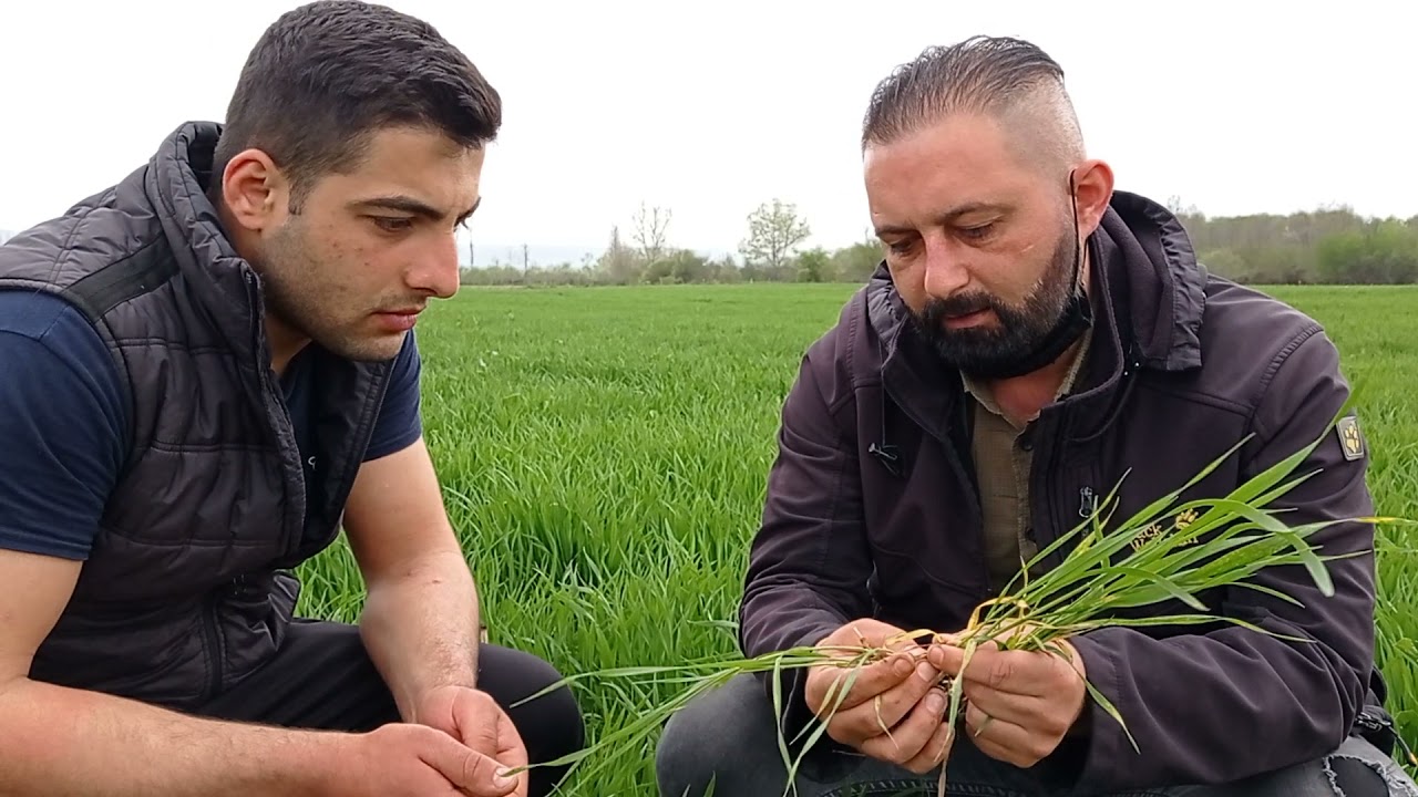 Sarı Pas Hastalığı Puccinia striiformis f. sp. tritici