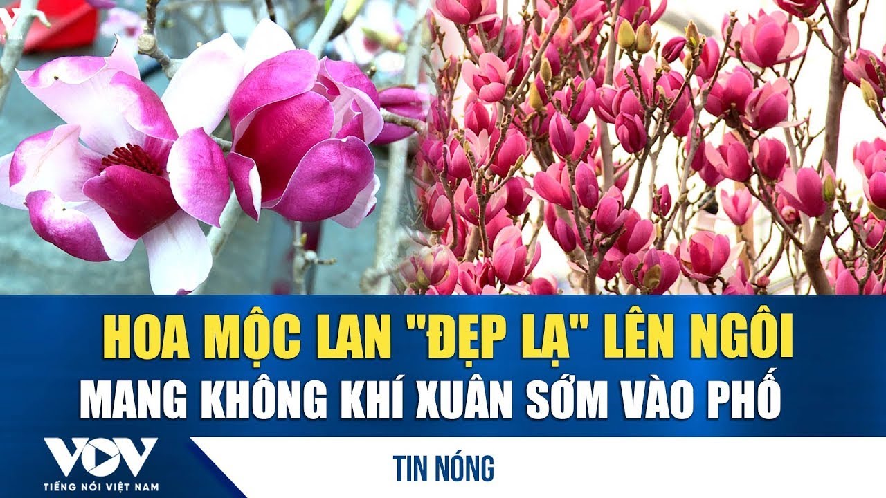 Hoa mộc lan 