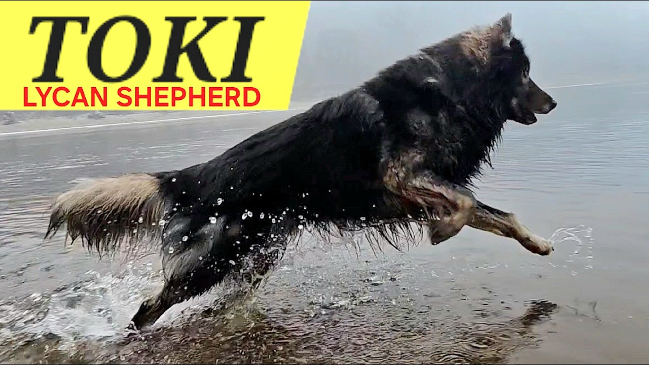 A Lycan Shepherd's Foggy Morning: Toki's Hike & Socialization (Part 4)