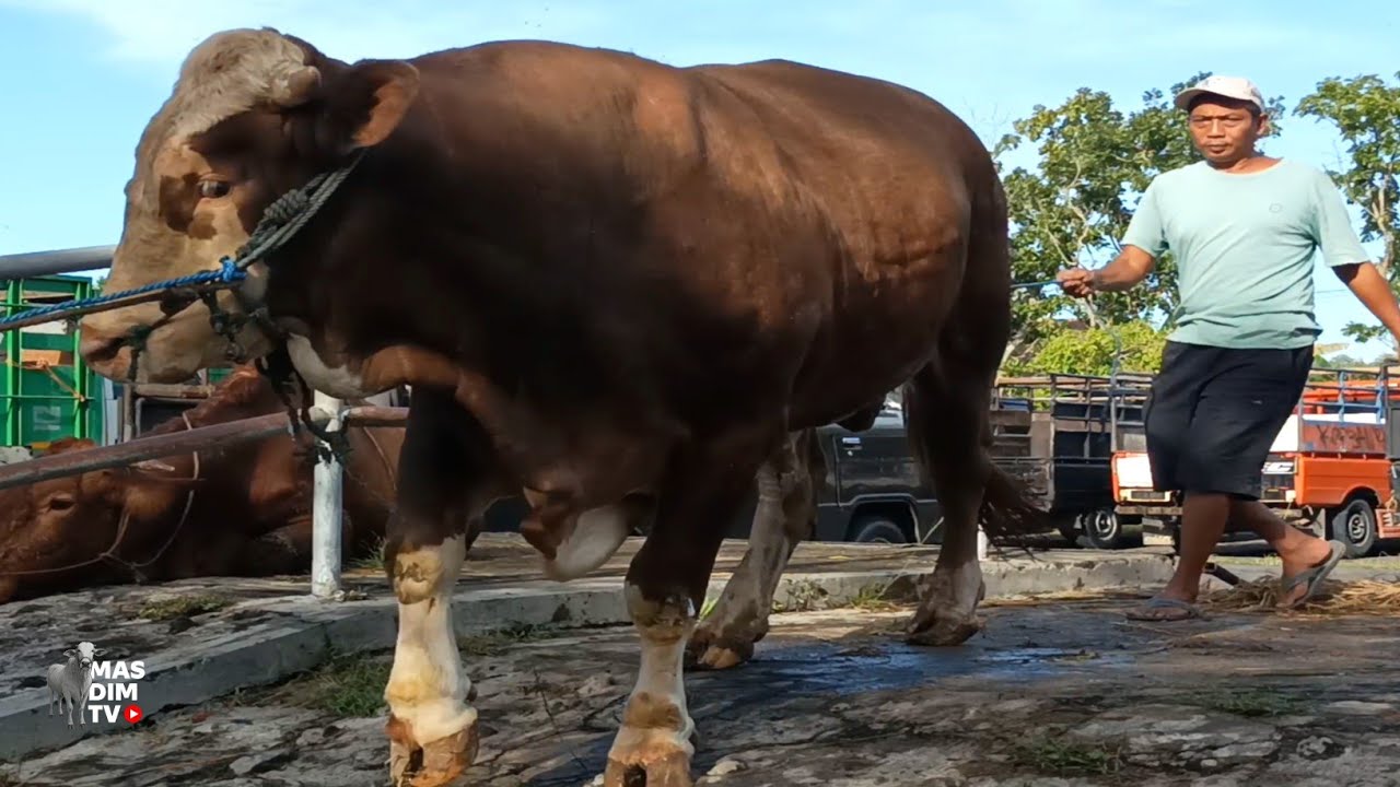 Harga Sapi Makin Melonjak !! Sapi Sapi Jumbo Masuk Pasar !! Segini Harganya !!
