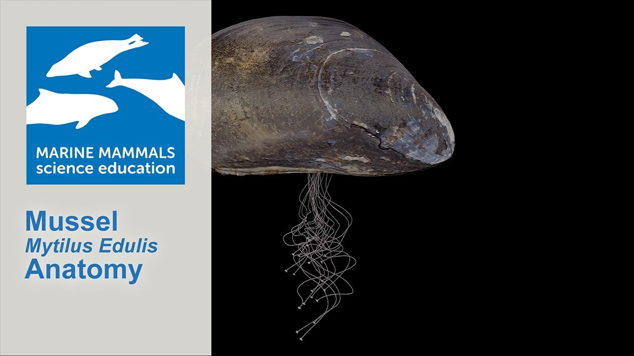 3D Mussel (Mytilus Edulis) Anatomy