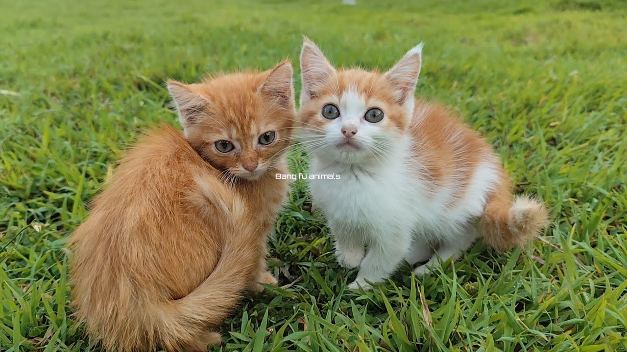 🔥poor kitten, it's so cold‼️bang fu animals