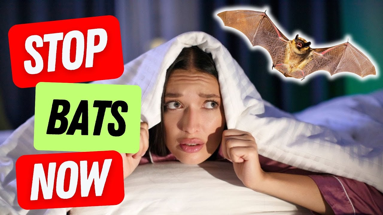 Как отпугнуть летучих мышей от дома 🦇 (5 проверенных методов)