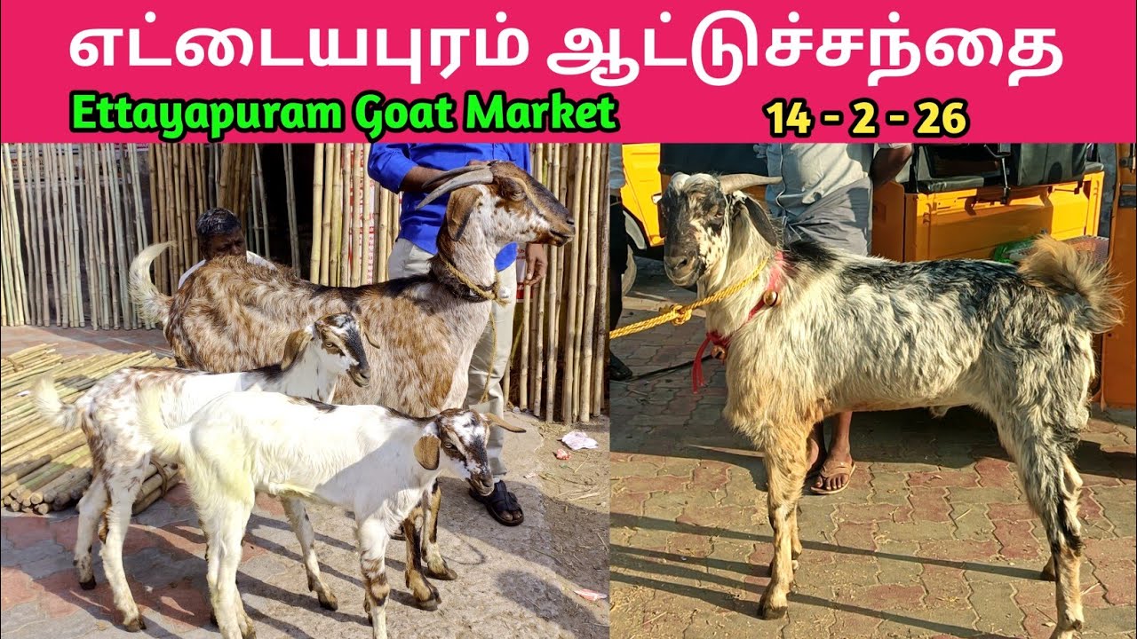 14 - 2 - 26 | எட்டையபுரம் ஆட்டுச்சந்தை | Ettayapuram Goat Market | Goat Market | kalnadaitholan