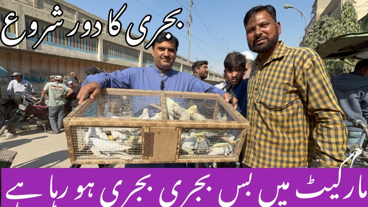 Birds Market Lalukhet Sunday Video Latest Update 21-12-25 | Budgies Parrots Sohail Ahmed