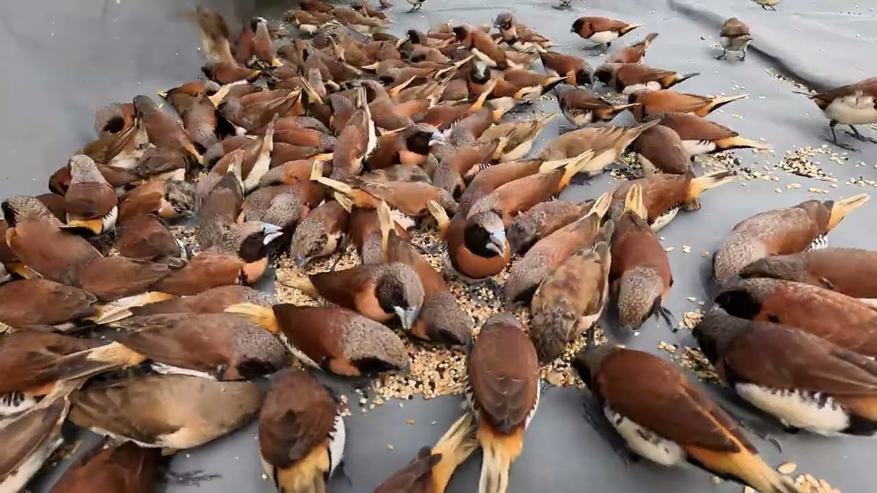 Finches Fast as Superman!