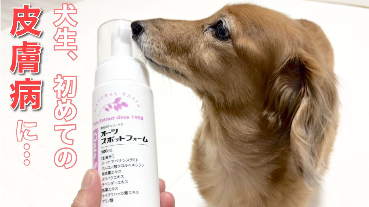 【ダックスフンド】皮膚が黒ずみ色素沈着を起こしてしまいました【膿皮症】