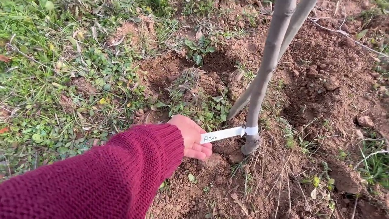 MEYVE AĞAÇLARI DİKTİK (TORBALI İZMİR)