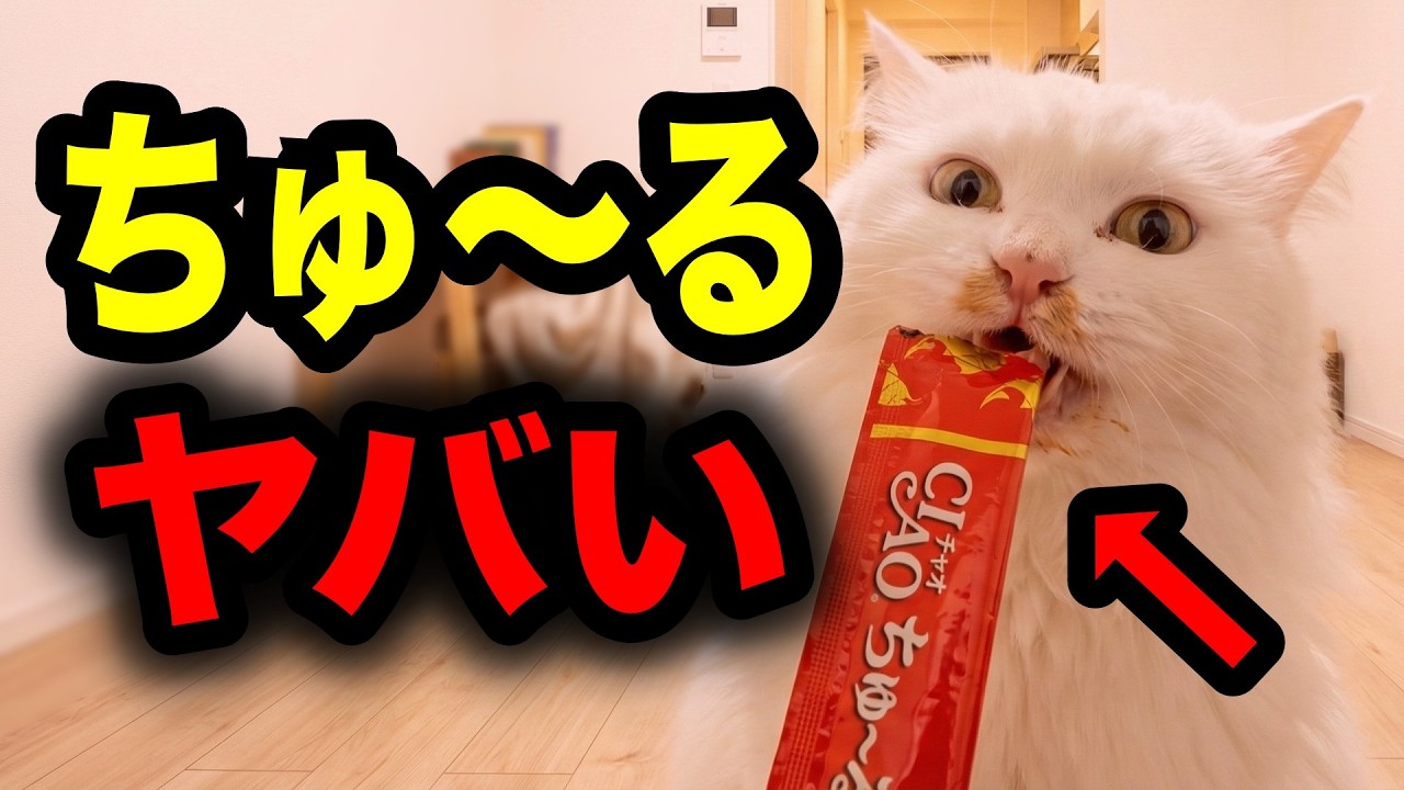 【中毒】ちゅ〜るがヤバい理由を獣医師が解説します【猫の食事がわかる本⑭ P49-50】