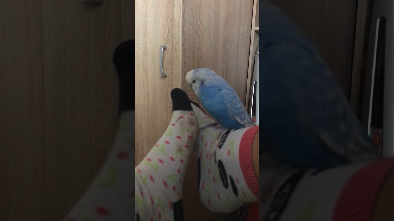 Why does he allways choose my socks for lunch??