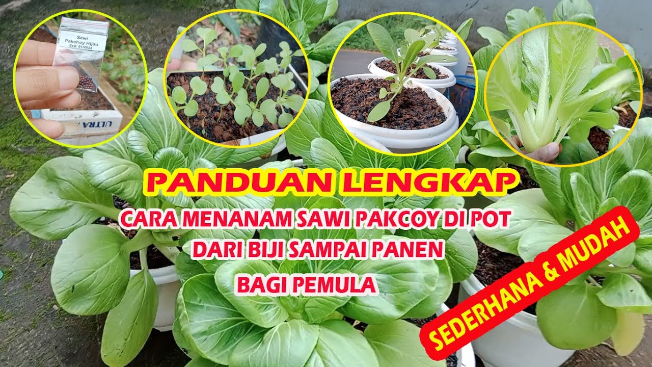 CARA MENANAM SAWI PAKCOY DARI BIJI SAMPAI PANEN DI POT