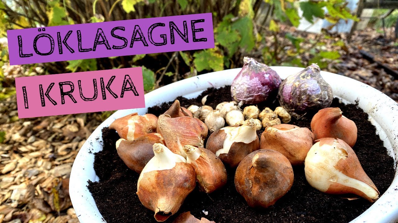 LÖKLASAGNE i kruka - Plantera vårblommande lökar i olika lager för att få en stor blomning