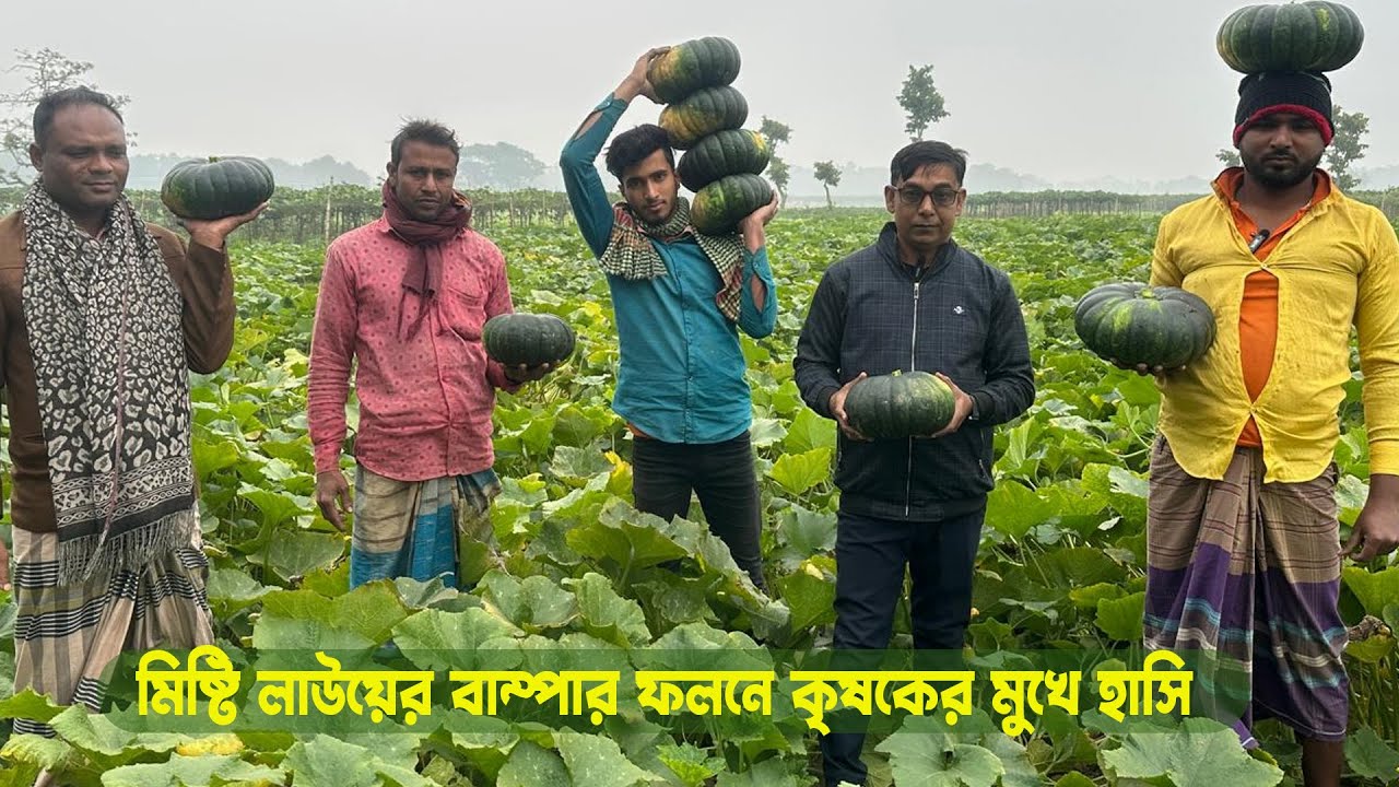 মিষ্টি লাউয়ের বাম্পার ফলনে কৃষকের মুখে হাসি #MdJahangirAlamSelim