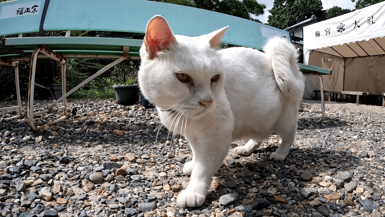 梅宮大社　長毛猫ドゥちゃんと遊んでいたら、白猫のミータちゃんが割り込んできてモフりを要求してきた