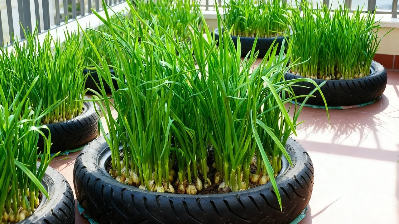 No One Expected Gardening Hack! Growing Garlic in Old Tires on a Balcony