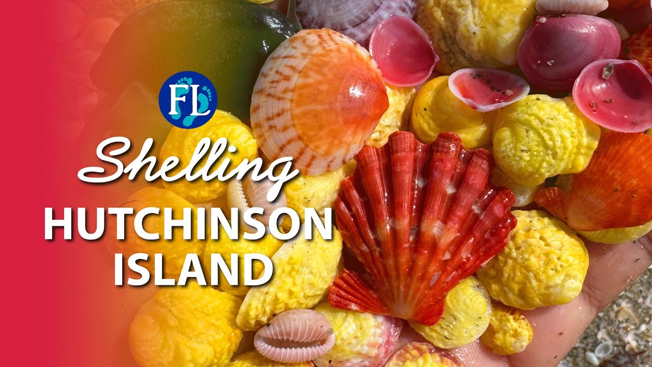 Peaceful Shelling 🐚 on Florida&rsquo;s East Coast