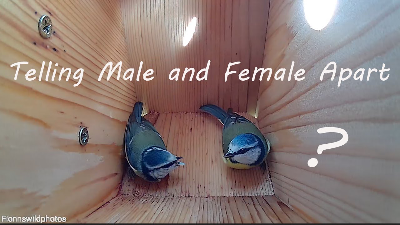 3_Telling the difference between male and female blue tits // Great tit Visit also- 7&8/03/20