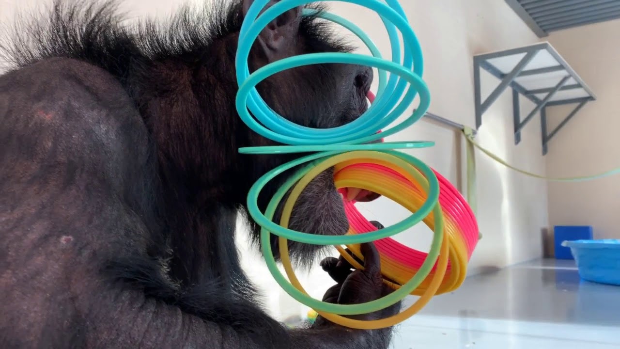 Fall in love with Willy B Chimpanzee