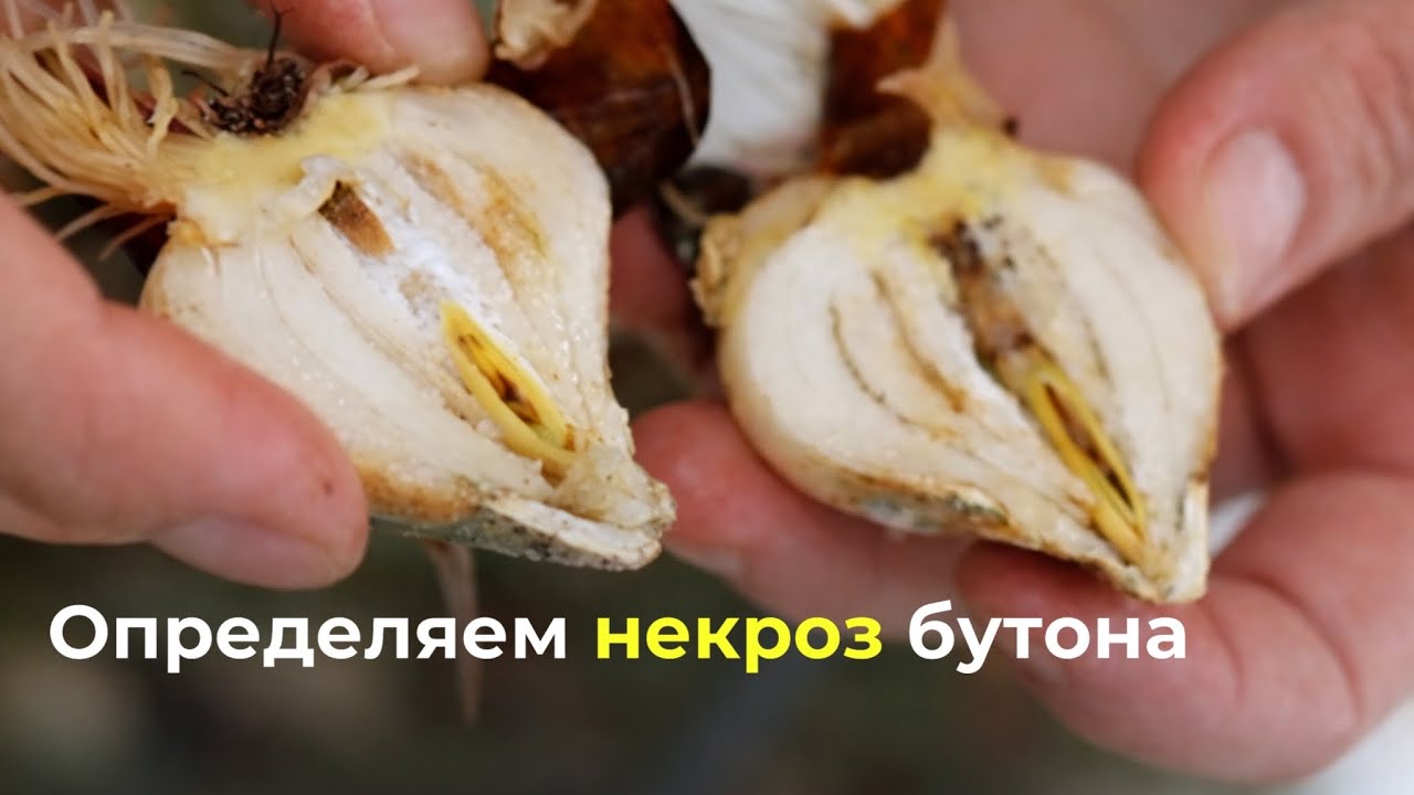 Проблемы досветки в теплицы и выбраковка луковиц | Обзор выгонки тюльпанов 23.01.26