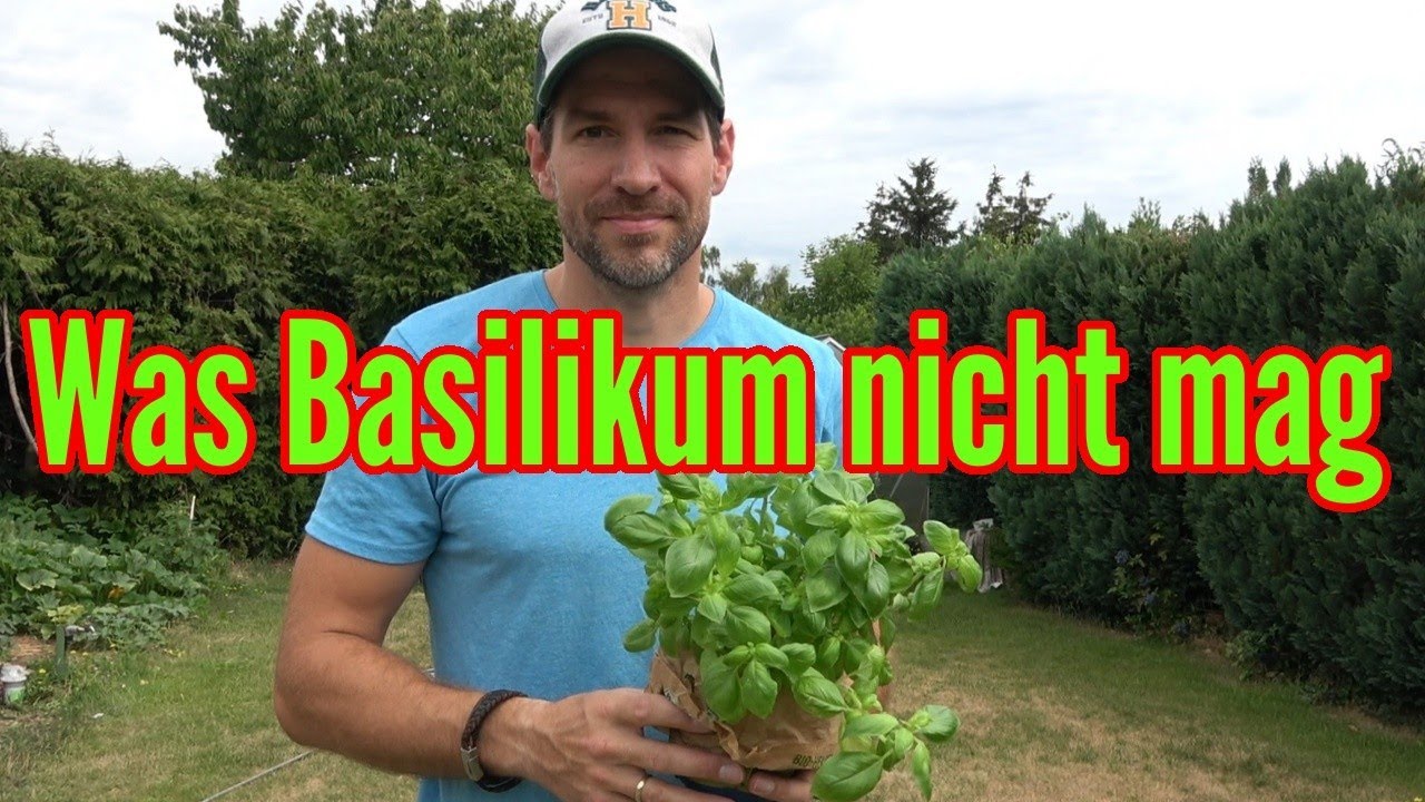 Was Basilikum nicht mag - Diese Pflegefehler lassen Basilikum eingehen