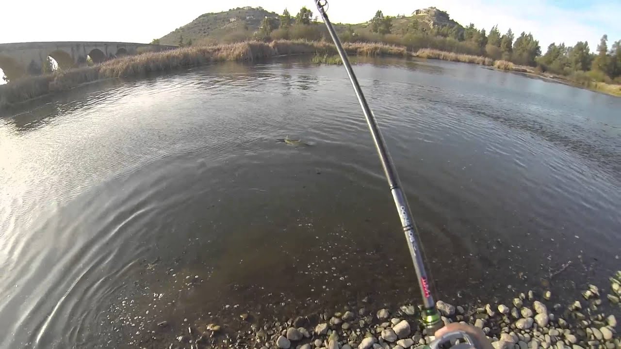 Pesca barbo 5,5kg - casting