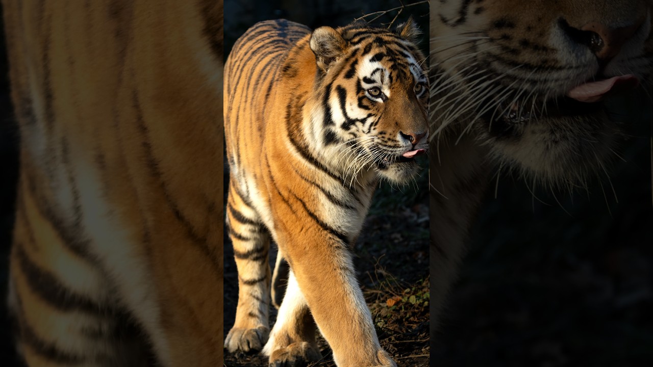 Der Grüne Zoo Wuppertal  (Herbst 2024)