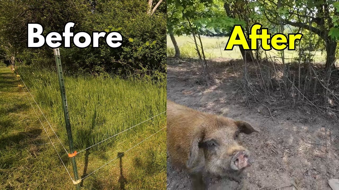 A Visit With Our Pig Pumba - One Last Harvest Before THE BIG STORM!