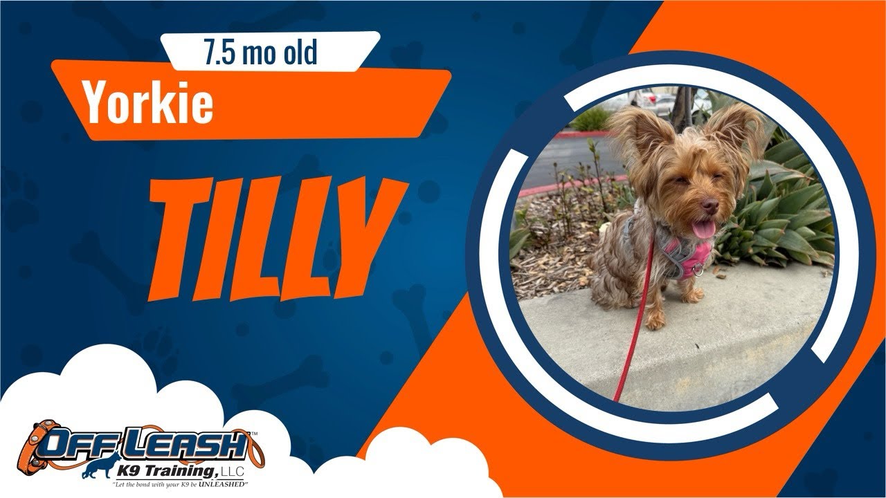 🐶🐕 Off Leash Dog Training / Obedience Training 🐕🐶